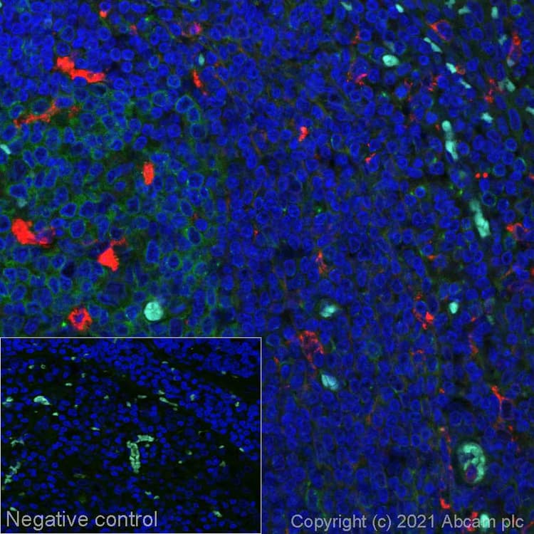 Alexa Fluor® 555 Anti-CD68 antibody [KP1](AB279323)