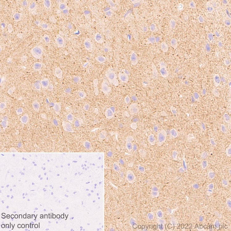 Anti-SMCR8 antibody [EPR26215-5] - BSA and Azide free(AB303549)
