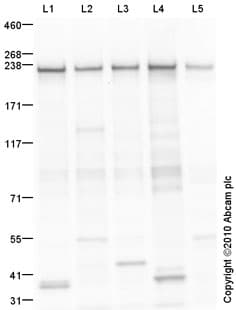 Goat Rabbit Igg H L Hrp Preadsorbed Ab97080  Western Blot Img130528