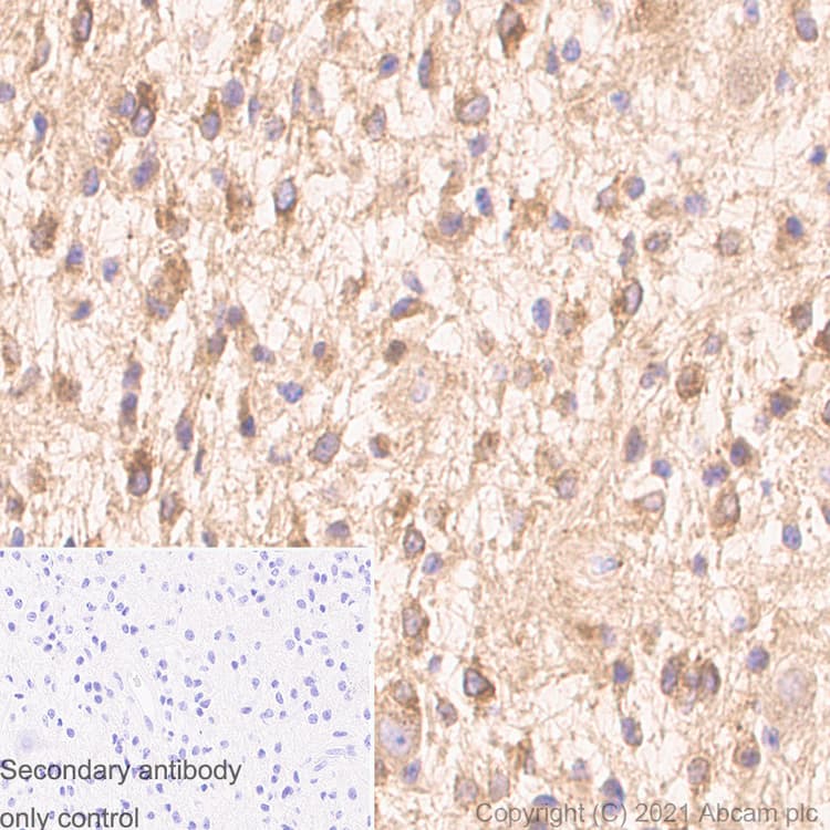 Anti-Rab5 antibody [1/Rab5](AB288769)