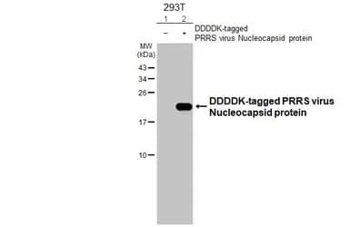 Anti-PRRS virus Nucleocapsid protein antibody [HL2046](ab308405)