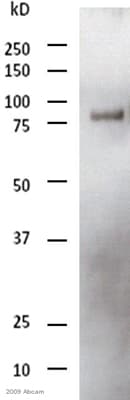 HRP Anti-DDDDK tag (Binds to FLAG® tag sequence) antibody [M2](AB49763)
