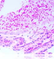 Nuclear Fast Red Solution(ab246831)