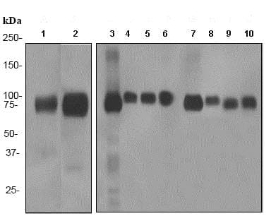 Anti-LRP1 antibody [EPR3724](AB92544)