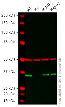 Anti-DDAH1 antibody [EPR13922](AB180599)