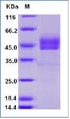 Recombinant Human CD3 epsilon + CD3G protein (Fc Chimera)(AB277037)