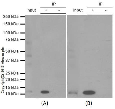 Anti-S100A4 antibody [EPR14639(2)](AB197896)