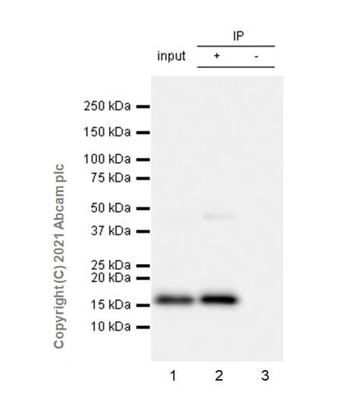 Anti-Histone H3 (citrulline R2 + R8 + R17) antibody [RM1001](AB281584)