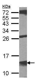 Anti-MIF antibody(AB227073)