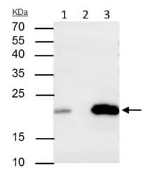 Caveolin 2 Antibody Ab97476  Immunoprecipitation Img451476