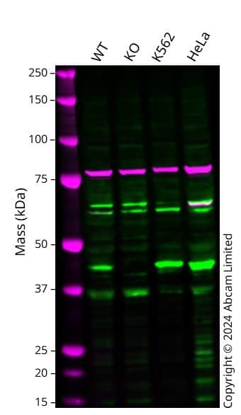 Cystathionase Cth Antibody Epr15468 N Terminal Ab189916  Western Blot Img433934