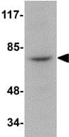 Anti-RIP antibody(AB106393)