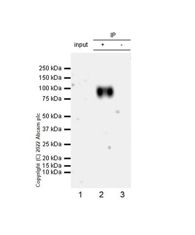 Anti-CD98 antibody [EPR27111-83] - BSA and Azide free(AB303511)