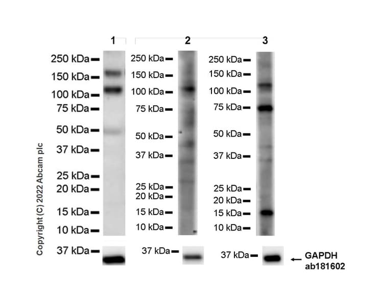 Anti-GWL antibody [EPR26356-80](AB307955)