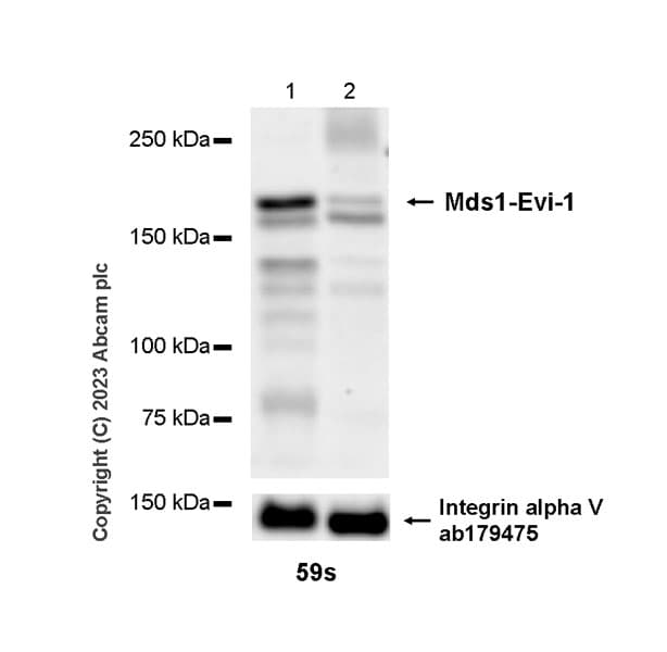 Anti-Integrin alpha V antibody [EPR16800](AB179475)