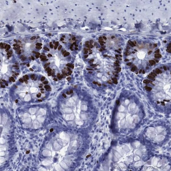 Anti-BrdU antibody [BU1/75 (ICR1)] - BSA and Azide free(AB264079)