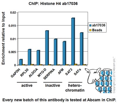 Histone H4 Antibody Mabcam 17036 Chip Grade Ab17036  Chip Img113255