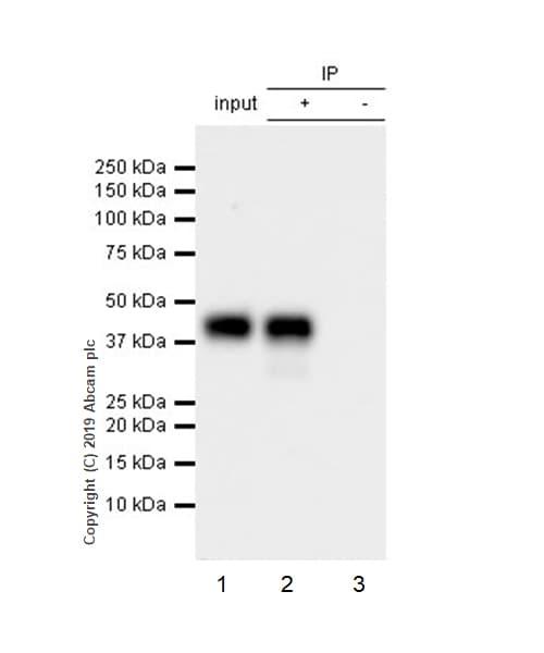 Anti-Bmi1 antibody [EPR22604-160] - ChIP Grade(ab254253)