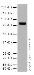 Anti-ABCD1/ALD antibody [EPR15929](AB197013)