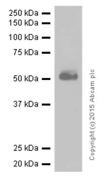 Anti-CD4 antibody [EPR6855] - BSA and Azide free(AB181724)