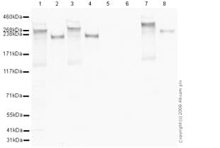 Anti-RNA polymerase II CTD repeat YSPTSPS (phospho S5) antibody(ab5131)