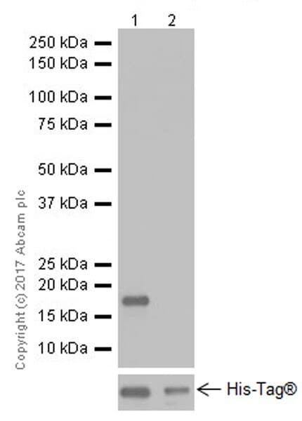 Anti-Alpha-synuclein antibody [EPR20535] - BSA and Azide free(AB225866)