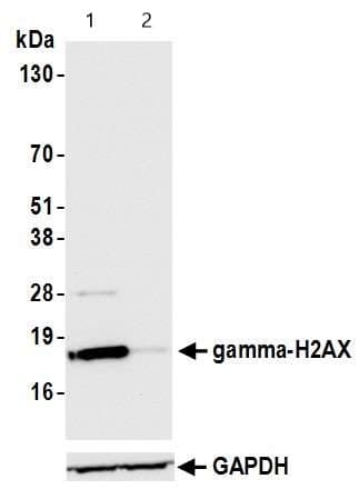Anti-gamma H2A.X (phospho S139) antibody(AB11174)