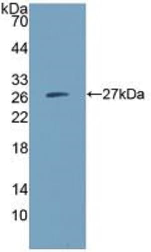 Cd300c Antibody Ab232789  Western Blot Img157398