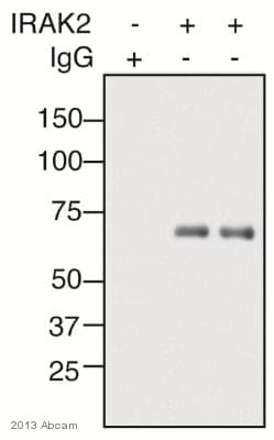 VeriBlot for IP Detection Reagent (HRP)(AB131366)