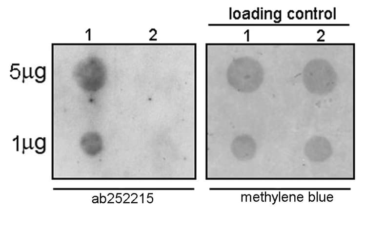 Anti-N4-acetylcytidine (ac4C) antibody [EPRNCI-184-128](AB252215)