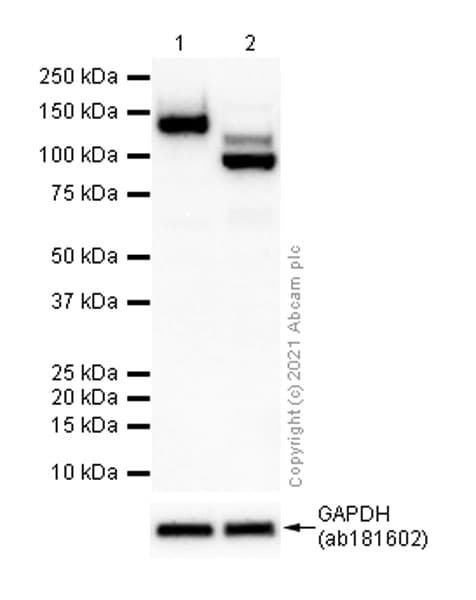 Anti-Integrin alpha V antibody [EPR16800](AB179475)