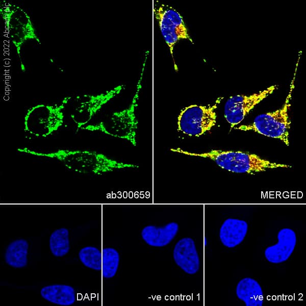 Goat Anti-Mouse IgG H&L (Alexa Fluor® 488) preadsorbed(AB150117)