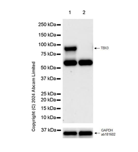 Anti-TBX3 antibody [EPR28578-38](ab322199)