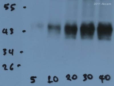 Anti-Connexin 43 / GJA1 antibody - Intercellular Junction Marker(AB11370)