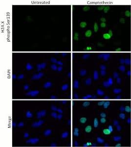 Human H2A.X (phospho S139) In-Cell ELISA Kit (IR)(AB131382)