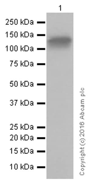 Anti-CD31 antibody [EPR3094](AB76533)