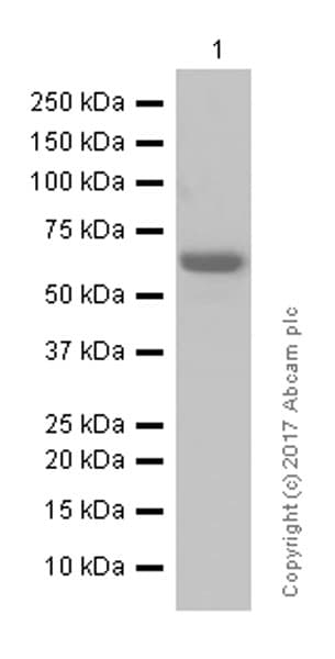 Anti-NF-kB p65 antibody [E379](AB32536)