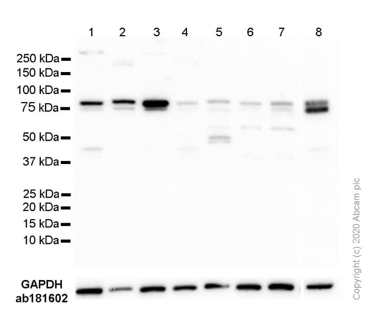Anti-STAT3 antibody [EPR787Y](AB68153)