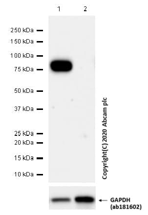 Anti-CD36 antibody [EPR22509-40](ab252922)