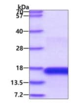 Recombinant Human CD3 epsilon protein(AB139219)