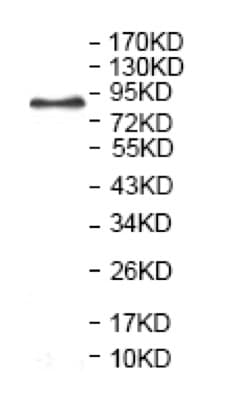 Anti-APLP2 antibody(AB128603)