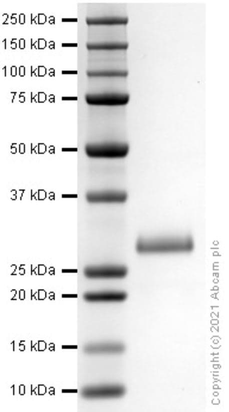 Recombinant mouse Noggin protein (Active)(AB281818)