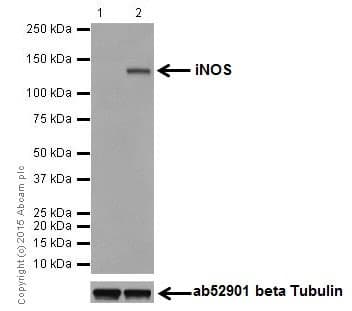 Anti-iNOS antibody [EPR16635](AB178945)