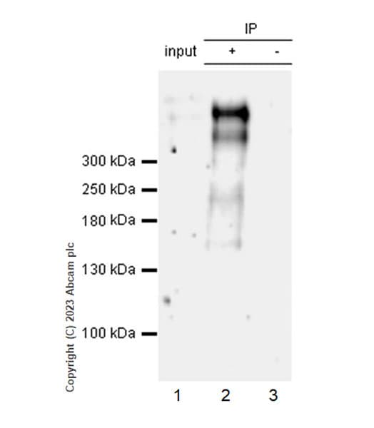 Anti-Lrp2 / Megalin antibody [EPR26093-68] - BSA and Azide free(AB313742)