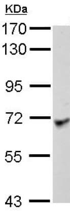 Anti-Lano antibody(AB127568)