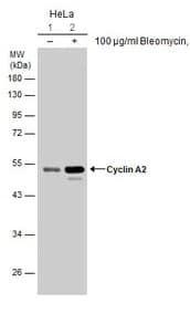 Anti-Cyclin A2 antibody(AB137769)