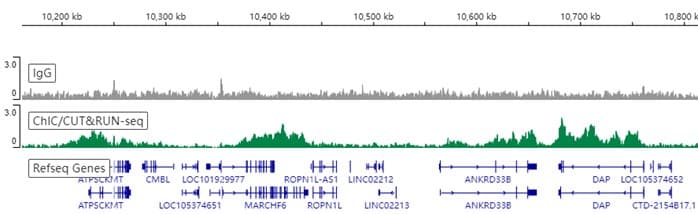 Anti-Histone H4 (acetyl K16) antibody [EPR1004] - BSA and Azide free(AB194352)