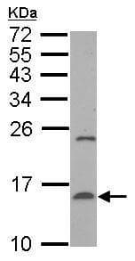 Anti-Prealbumin antibody(AB226962)