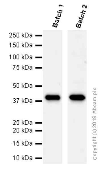 Anti-TTF1/Nkx2-1 antibody [EP1584Y](AB76013)