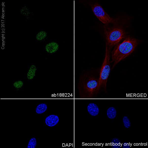 Anti-p21 antibody [EPR18021] - BSA and Azide free(AB232512)